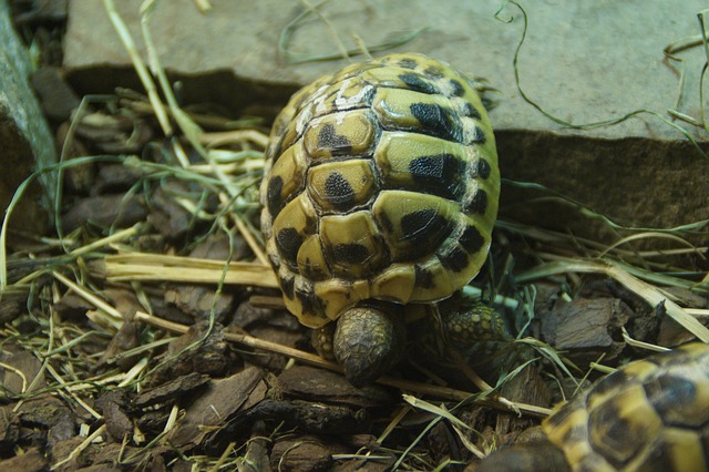 želva zelenavá