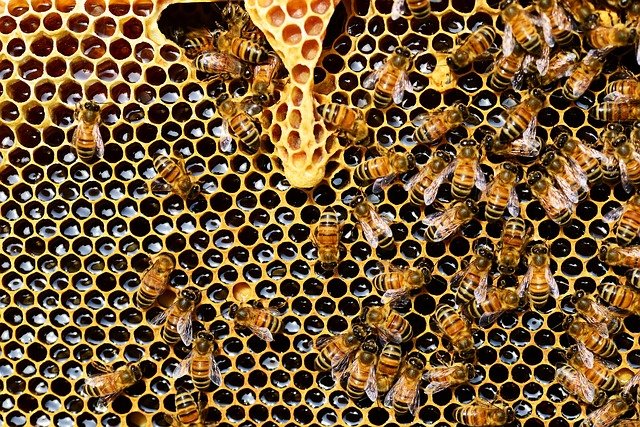 včely s medem